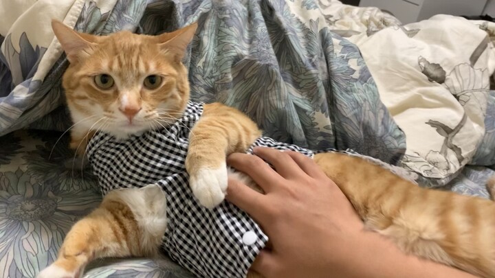 Sexy Maid Cat, Online Fan Favorite