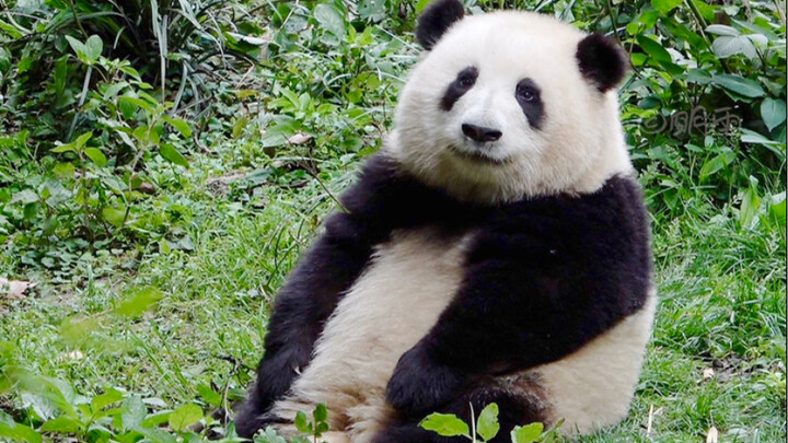 Hua Hua: Grandpa, I’m all set! This afternoon, Grandpa added some bamboo shoots. Hua Hua thought he 