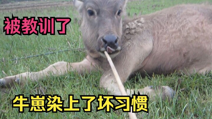 Chú bê con mắc thói quen xấu, lại còn học được cách cắn gậy, bị chủ nhân tranh thủ dạy cho một bài h