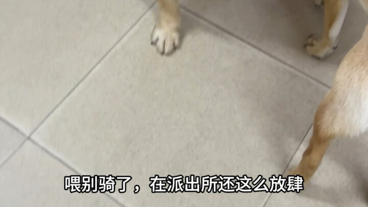 Picked up a perverted dog