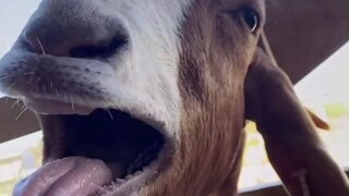 戏精山羊打完针是怎么叫的