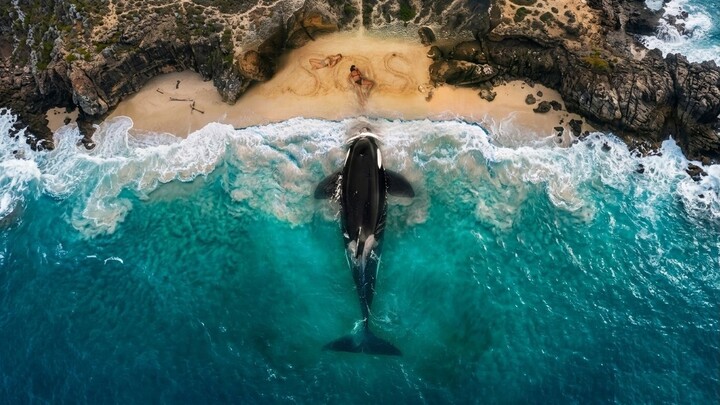 Killer Whale (2026) Sub Indo