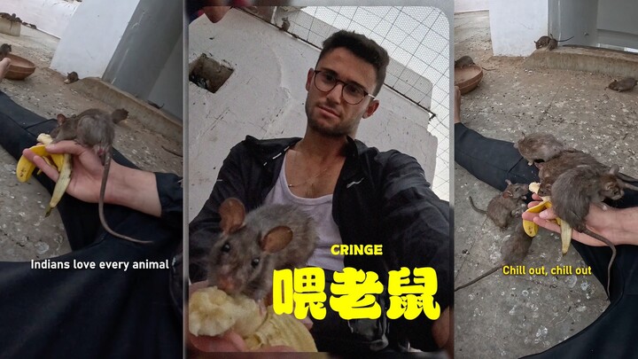 Blogger Perjalanan Memberi Makan Tikus Raksasa di India 🐭