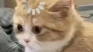 Bạn nói lại lần nữa đi? Đây là tục ngữ Trung Quốc à?