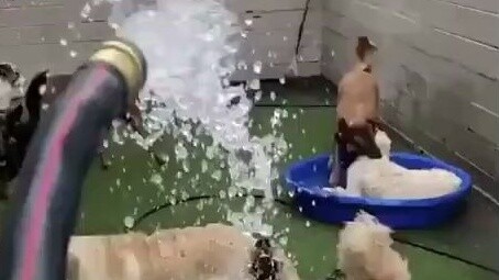 Because of water, the dog gang has two opposing camps