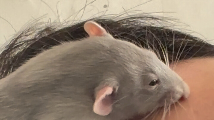 Tikus abu-abu jenis ini paling ganas dalam menghisap darah manusia