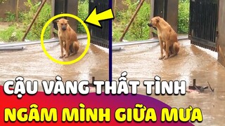 Khoảnh khắc Cậu Vàng 'NHỚ NGƯỜI YÊU', ngồi thất thần 'GIỮA MƯA' khiến con Sen thương xót 😅 Gâu Đần