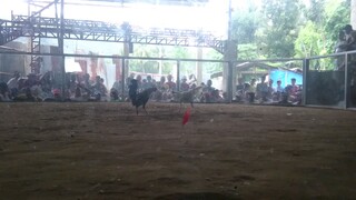 galing talisay (bullstag) vs sinibalang (cock)