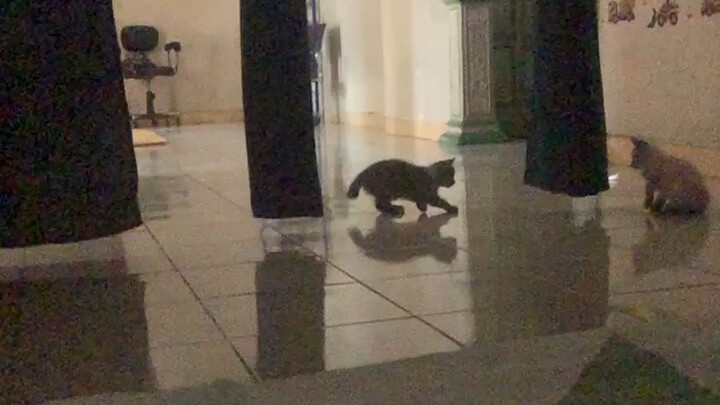 kucing lucu#kucing