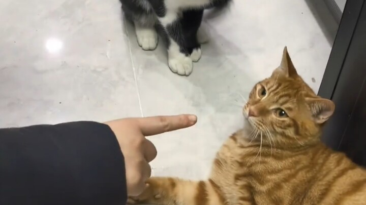 Những chú mèo bị giật tĩnh điện mùa đông lại xuất hiện rồi～