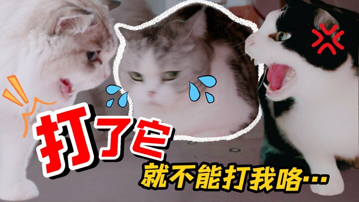 100 kucing seleb TikTok makan bersama saat malam Tahun Baru Imlek, ternyata saling membuka kedok dan