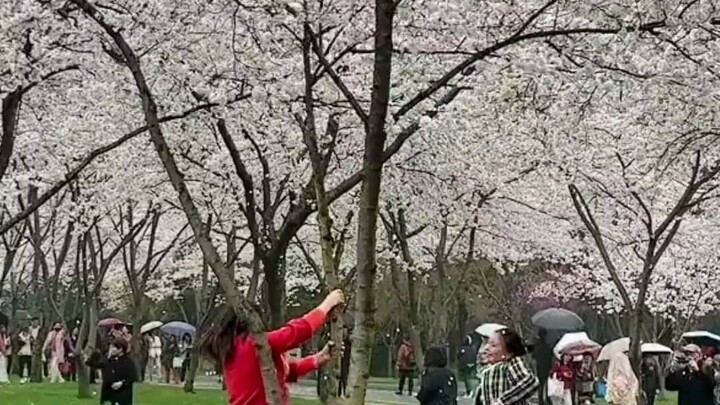 หญิงสาวเขย่าต้นซากุระอย่างบ้าคลั่งเพื่อให้ดอกไม้ร่วงลงมาถ่ายรูป ดอกซากุระบานสะพรั่งสวยงามจริง แต่พฤต