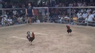 PATEROS- 3 COCK DERBY -L napaka saklap na tapon sabaw