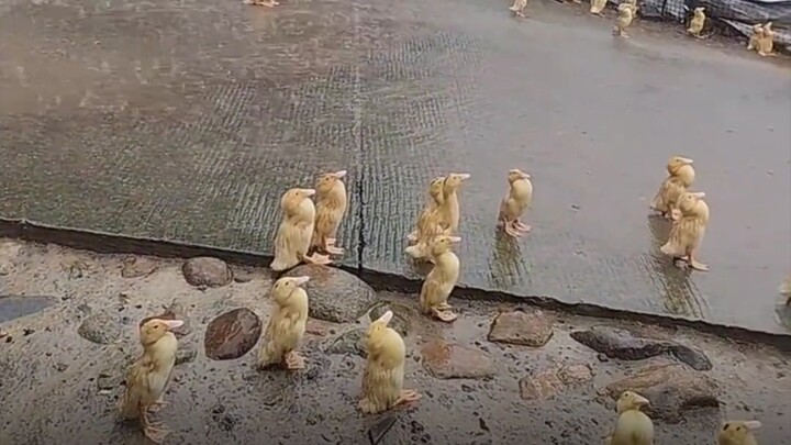 Mengapa para bebek berdiri diam tak bergerak saat hujan?