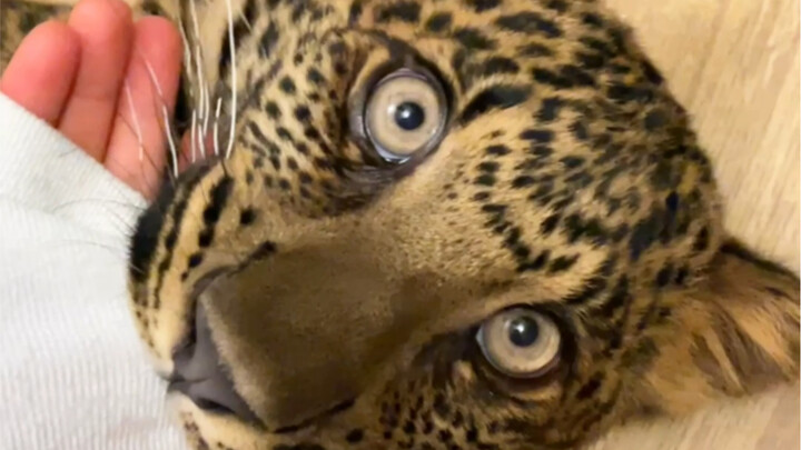 การต่อสู้ระหว่างไหวพริบและความกล้าหาญระหว่างเสือดาวกับฉันก่อนเข้านอน