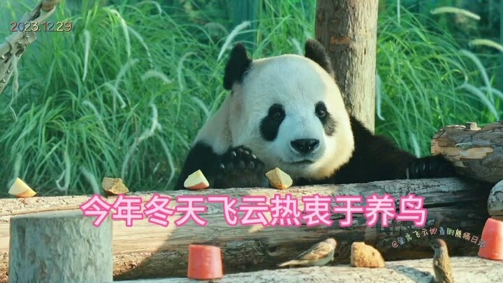 Mùa đông này Phi Vân mê nuôi chim, Kim Hổ thì ngày nào cũng chỉ muốn yêu đương với Tiểu Diệu Âm.