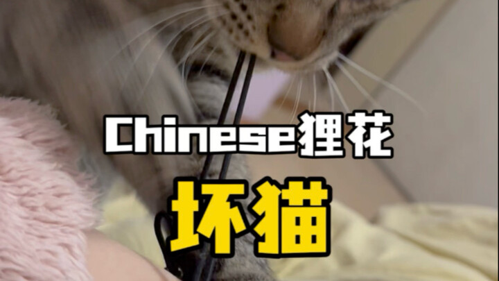 Mèo hư, để tao gõ mày một phát nữa! #mèo狸花 #xin chàođâylàmèocủatôi #cuộc sốnghàngngàycủa mèo狸花