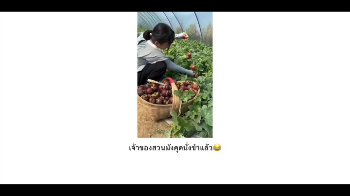 เจ้าของสวนังคุดขำแล้ว