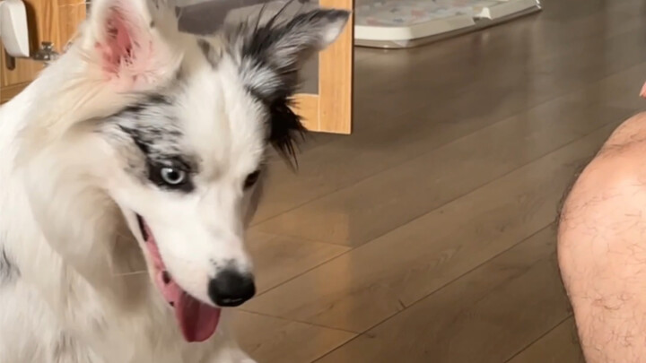 วันนี้เป็นวันของเจ้าหมาแสนรู้