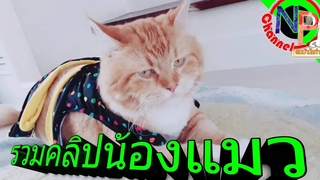 #รวมคลิปน้องแมว#คนบ้านั่งทำคลิป#พากย์เสียงแมว
