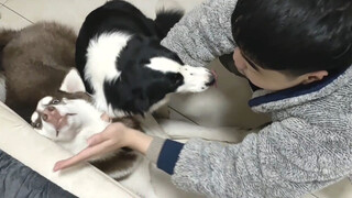 [Animals]Border collie prevents the owner from punishing husky