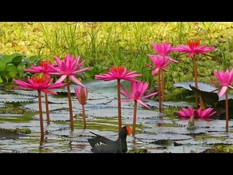 Burung Peruk si bebek mini cantik dari Rawa, (Mandar Batu)