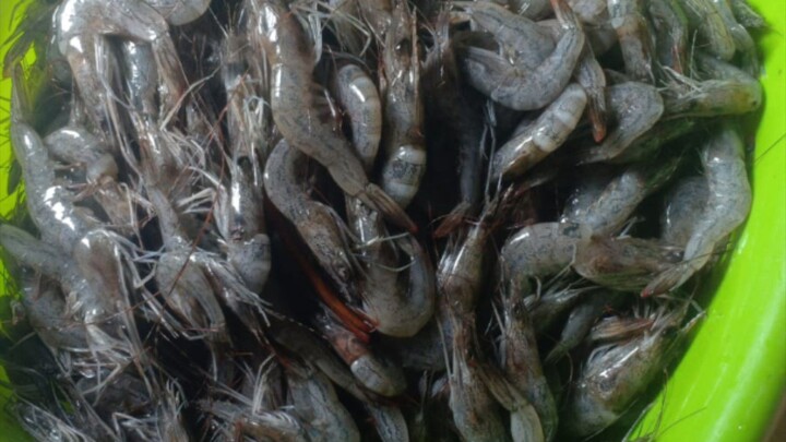 udang segar sungai lulut