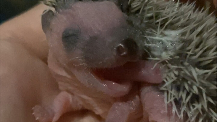 น่ารักเกินไปแล้ว น่ารักเกินไปแล้ว น่ารักจริงๆ น่ารักสุดๆ อะ อะ อะ!