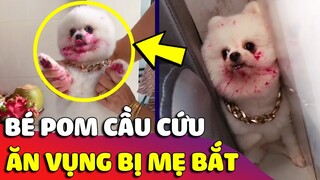 Đám Boss 'ĂN VỤNG' chưa kịp CHÙI MÉP thì bị con Sen bắt quả tang và cái kết 'U ĐẦU' 🤣 Gâu Đần