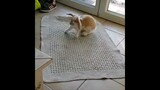 So cuteee , I wanna touch these rabbits