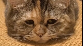 When I tell my cat she needs to lose weight...