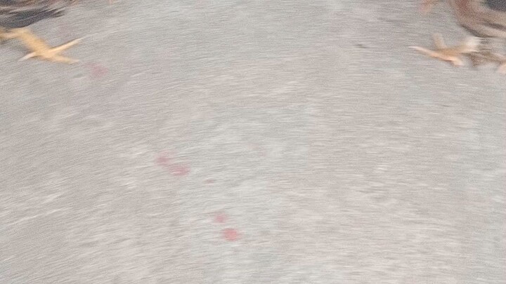 My one month old col, madigin hatch tested blood lines