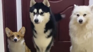 خرج كيكي من البث المباشر وهو يشتم بصوت مرتفع.