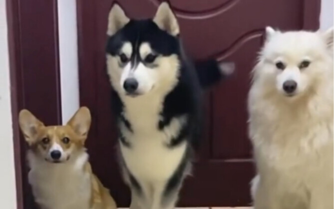 柯基骂骂咧咧的退出了直播间