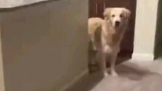 Golden Retriever: Sambil aku tidur, kau mau keluar untuk apa, kau pikir aku tidak tahu?
