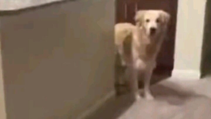 Golden Retriever: While I'm sleeping, what do you think you're up to sneaking out? Do you really thi