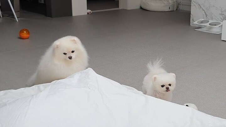 The dogs’ reactions when their owner suddenly disappears are so heartwarming!