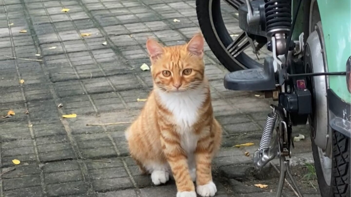 【ความอบอุ่น】ภาพลูกแมวพลิกท้องขึ้นมองฟ้าช่างน่ารักเหลือเกิน