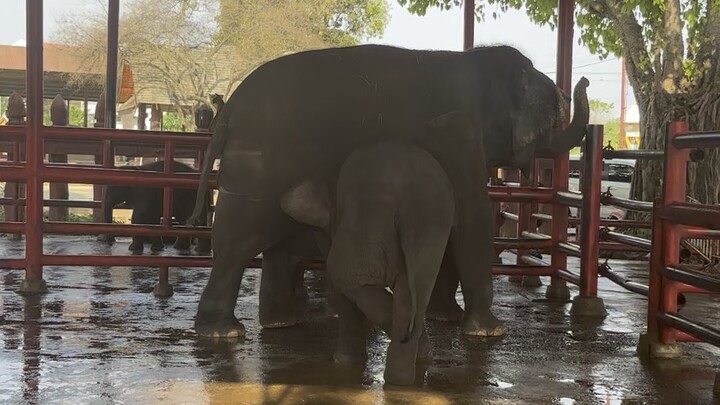ช้างแฝดอยุธยา