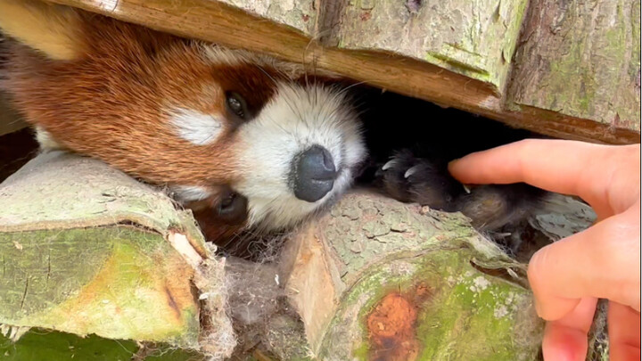 "Red pandas struggling to survive in the cracks"
