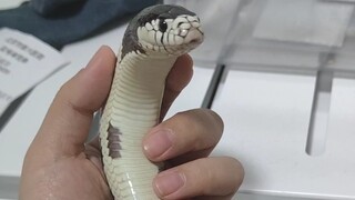 Trust your snake completely belike