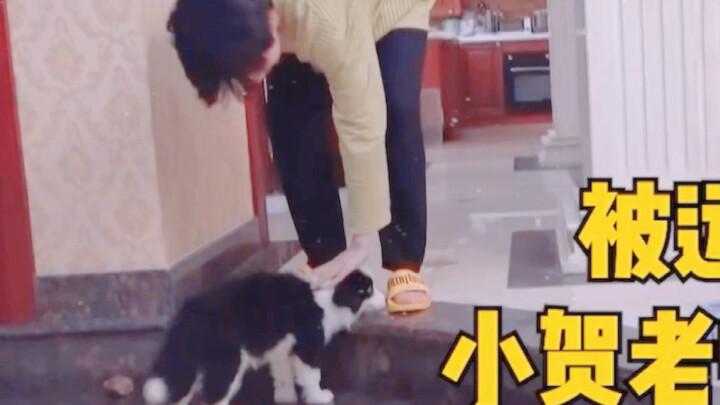 [He Junlin] The first step toward growing up: Linlin hugs a Border Collie!