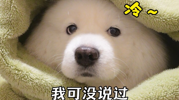 Pas pertama kali beli, semua orang bilang samoyed nggak takut dingin.