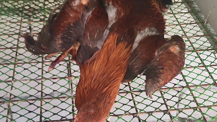 Today, June 20, 2026. My rooster Kurama died. 😥😢