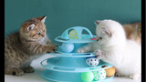 一件全世界小猫咪都爱的玩具