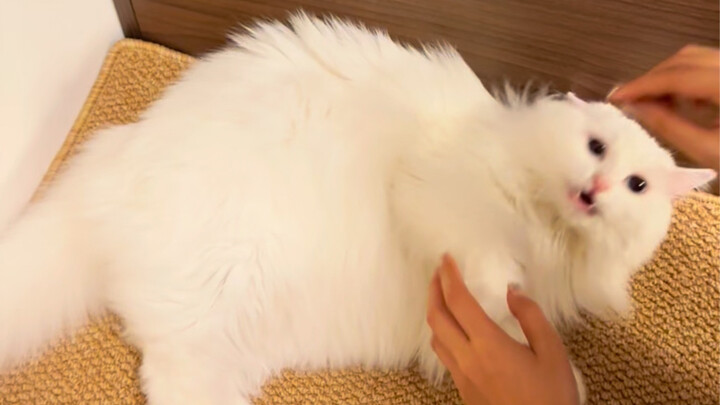 The evil Big White Steamed Bun has fermented!!