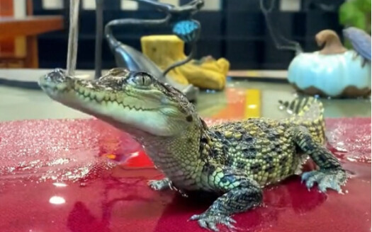 Have you ever seen a tea pet like this?