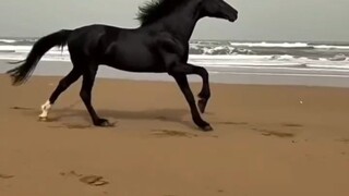🐎🏇🏻