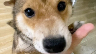 How will the dog react if you suddenly stop petting it?