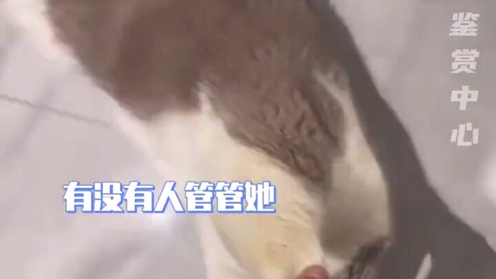 猫：我沉默了